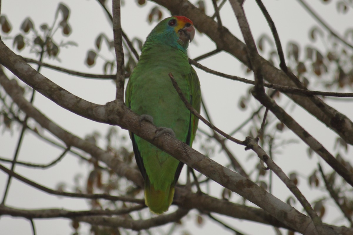 Amazone à sourcils rouges - ML614927682