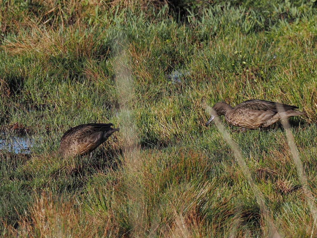 Andean Teal (Andean) - ML614927683