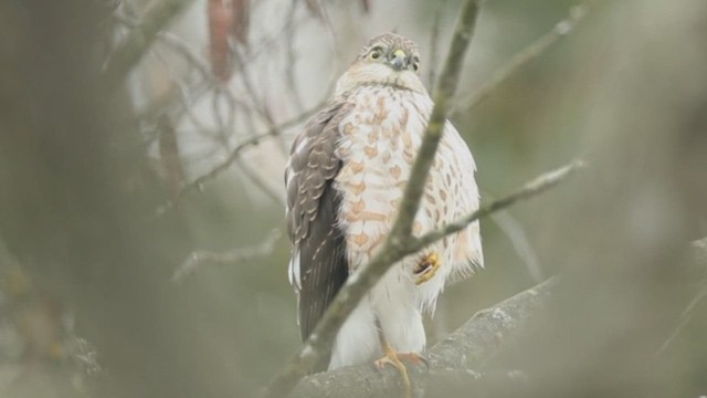 Sharp-shinned Hawk - ML614927721