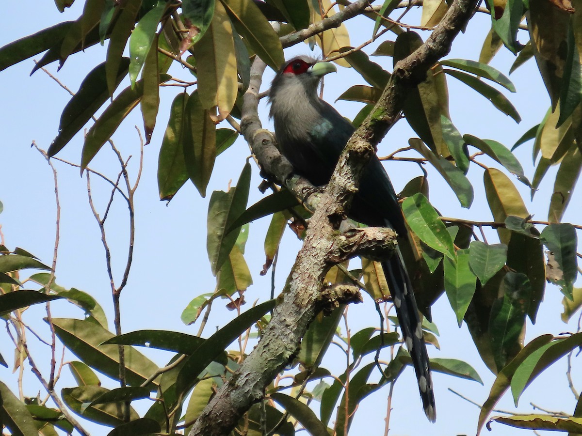 Black-bellied Malkoha - YM Liew