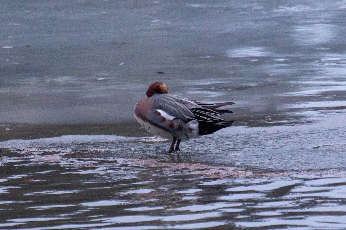 Eurasian Wigeon - ML614927807