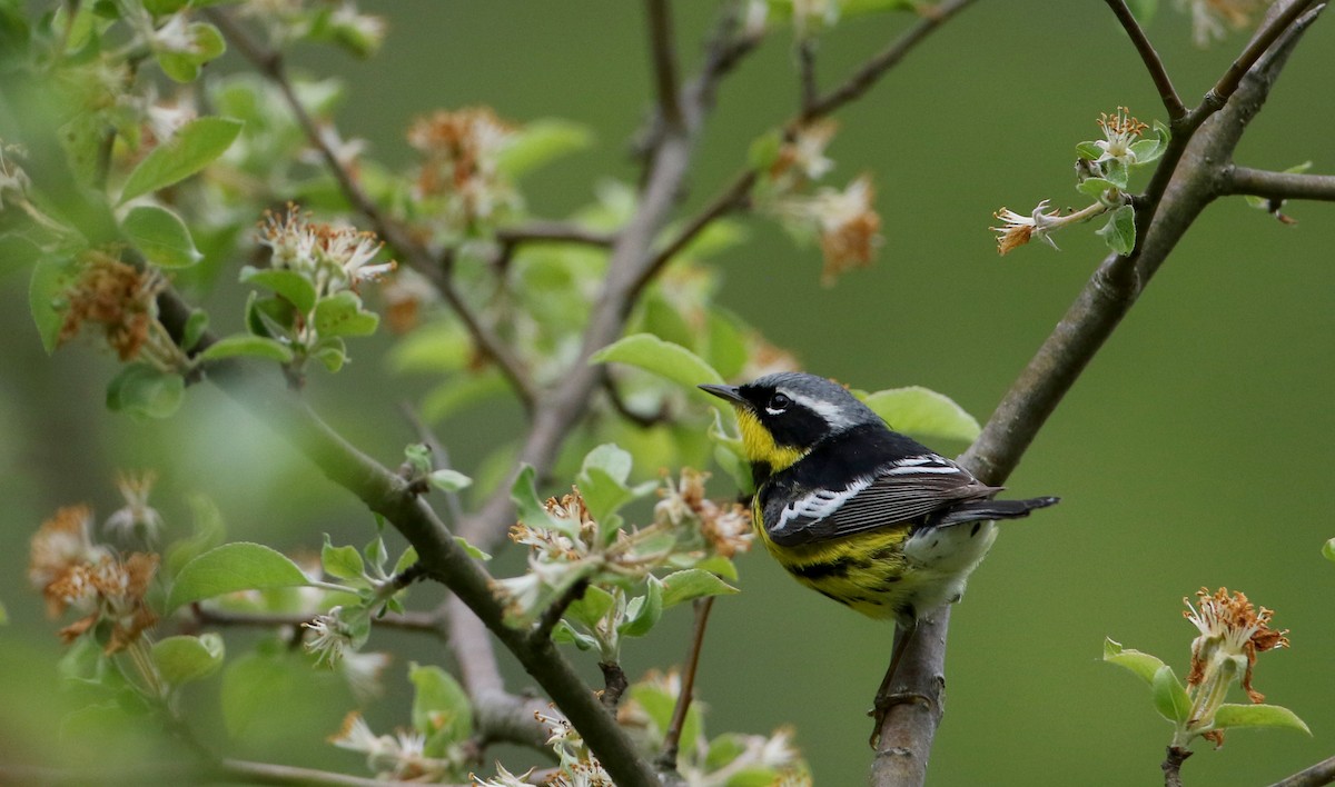 Magnolia Warbler - Jay McGowan