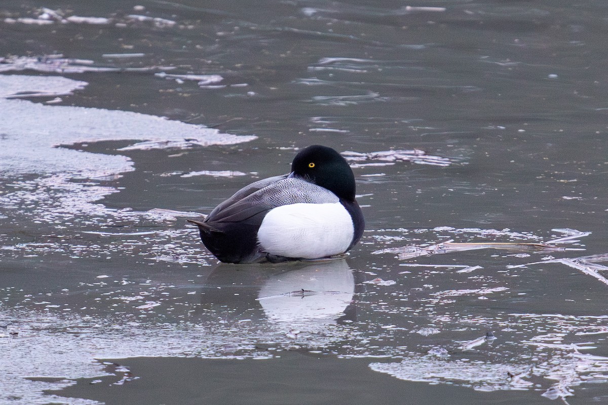 Greater Scaup - ML614927815