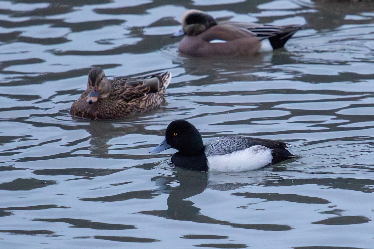 Greater Scaup - ML614927816