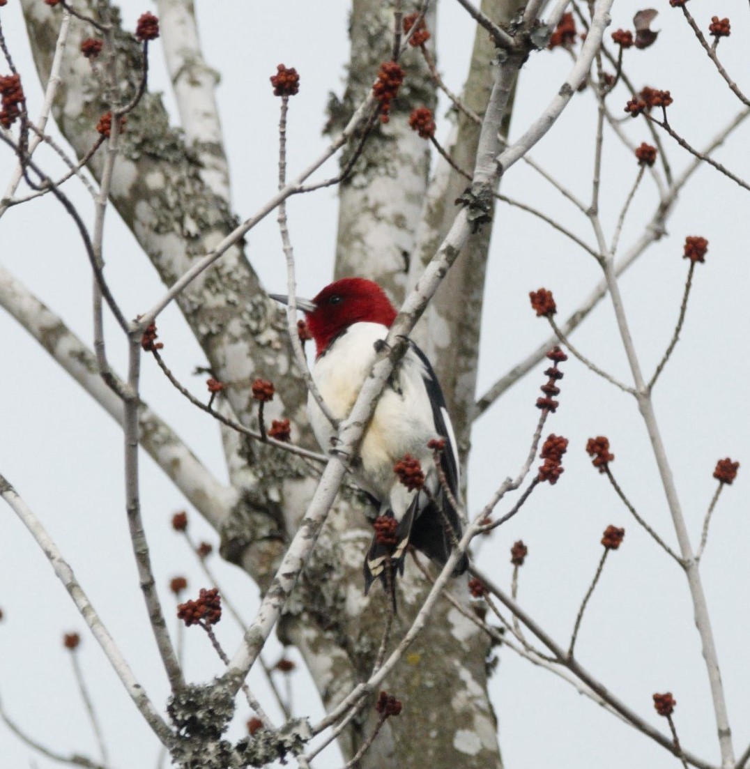 Red-headed Woodpecker - ML614927850