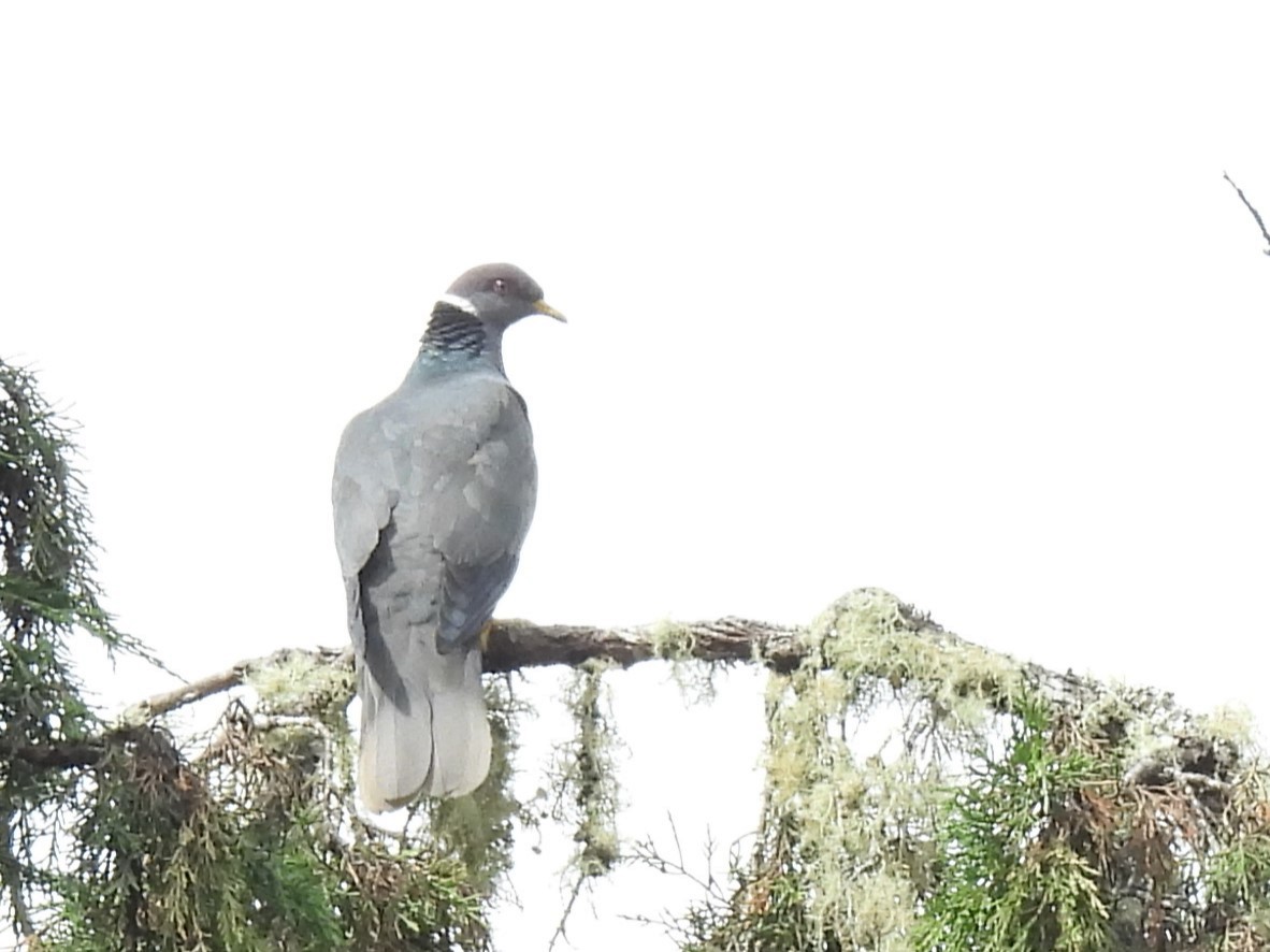 Pigeon à queue barrée (groupe albilinea) - ML614927865