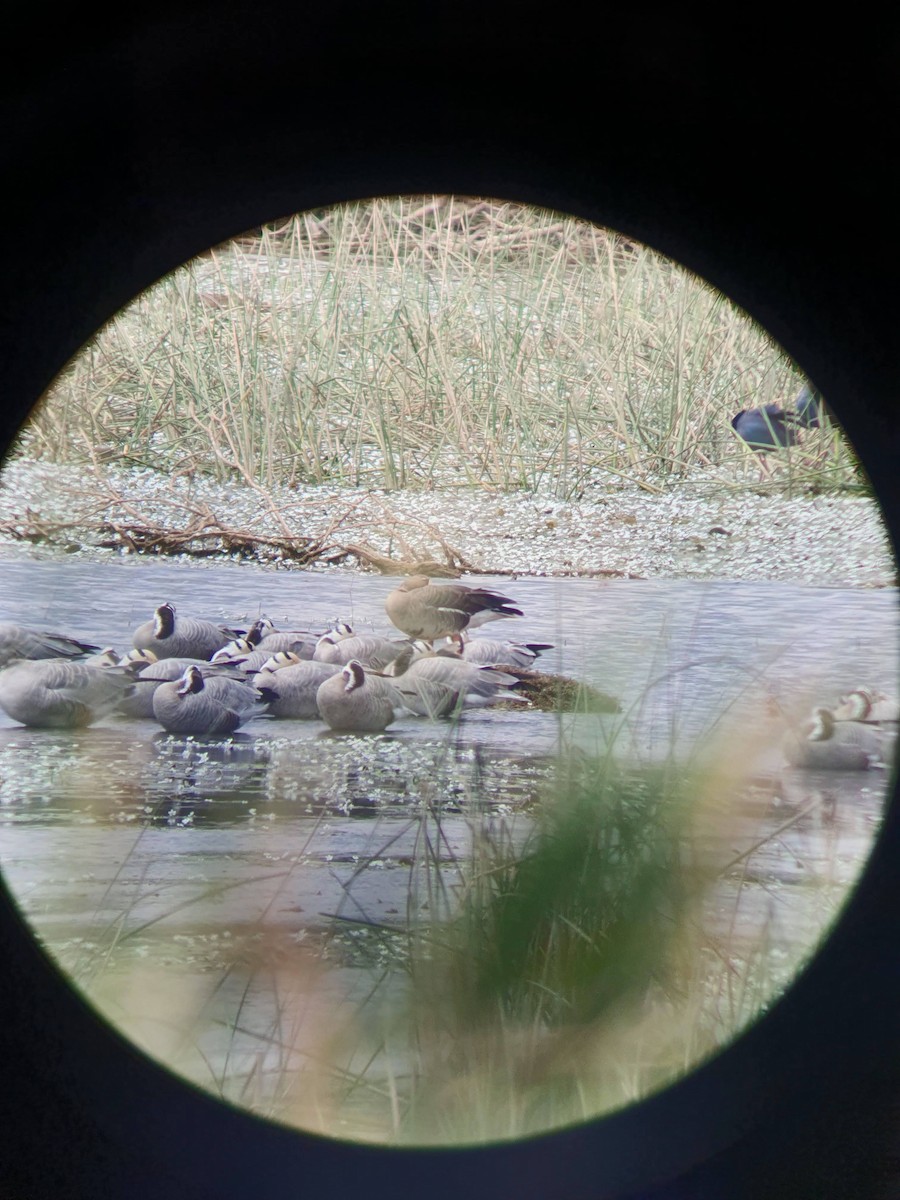 Greater White-fronted Goose - ML614927924