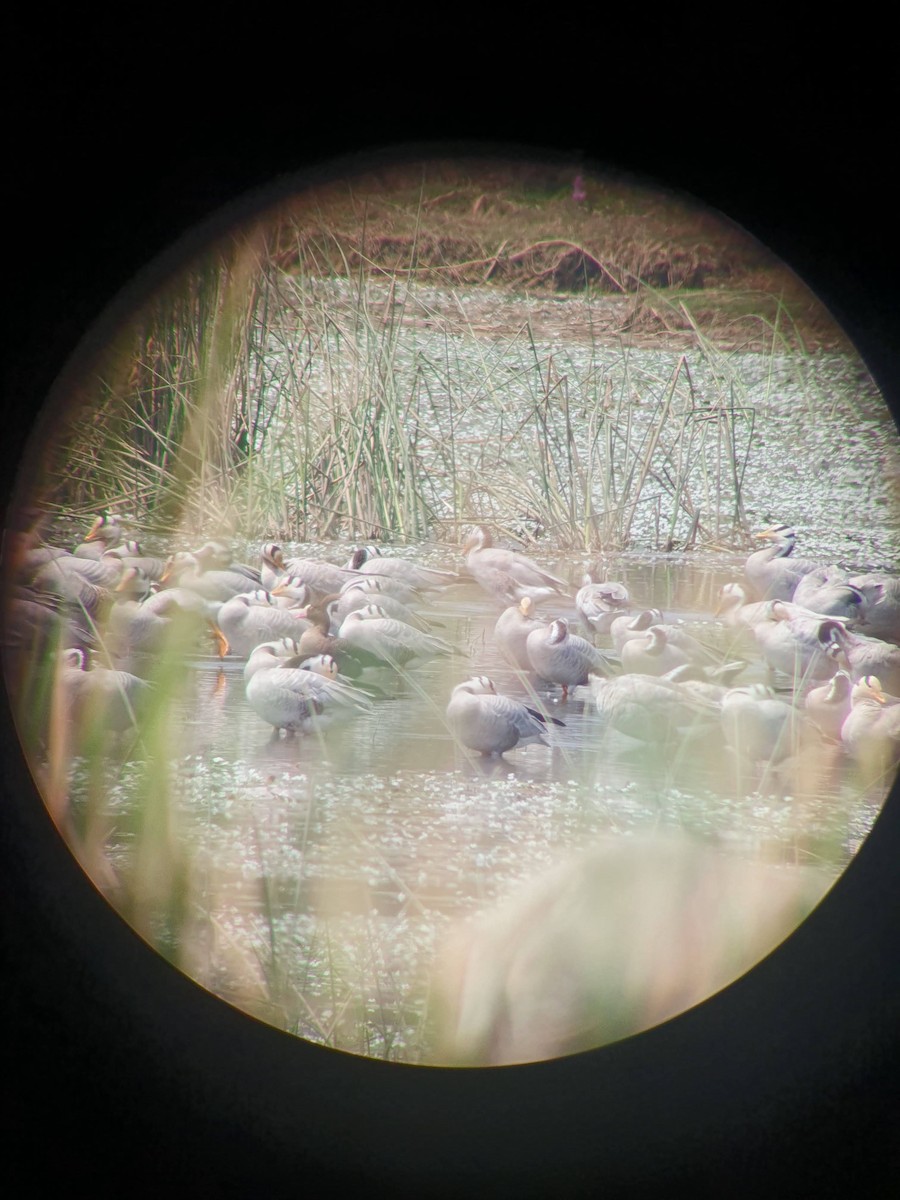 小白額雁 - ML614927931