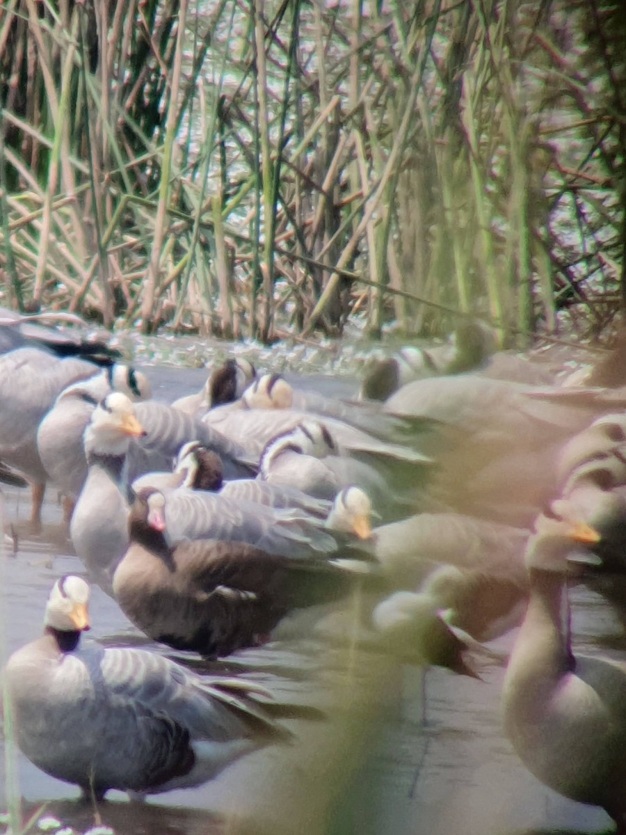 Lesser White-fronted Goose - ML614927932