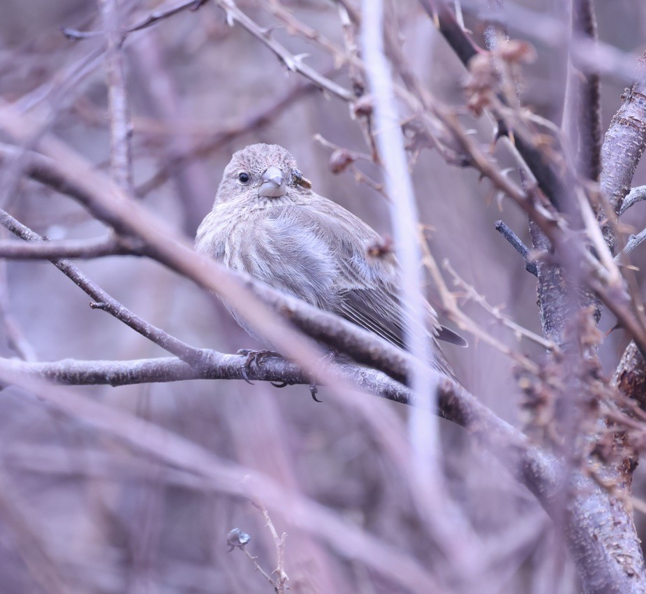 House Finch - ML614927995