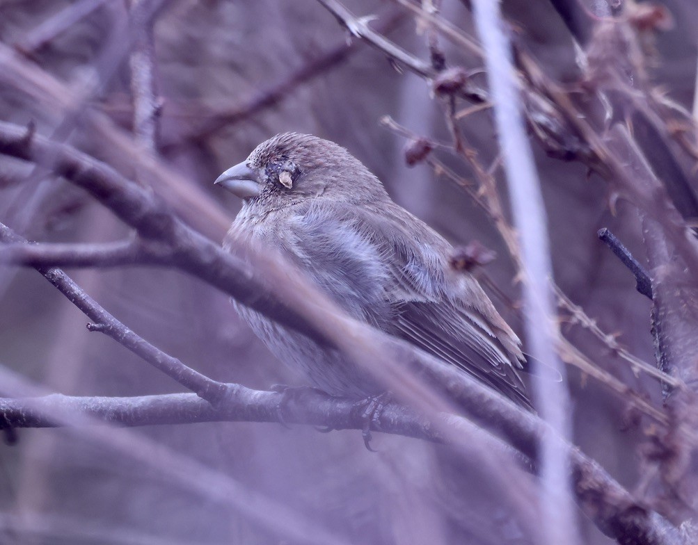 House Finch - ML614927997