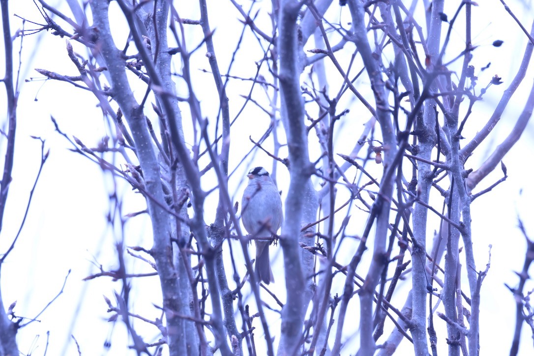 White-crowned Sparrow - Holly Merker