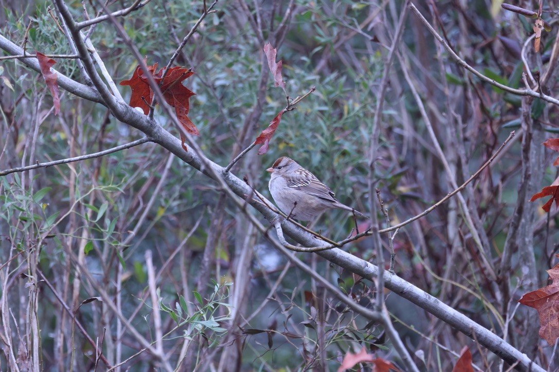 White-crowned Sparrow - ML614928029