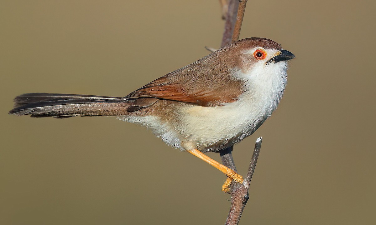 Yellow-eyed Babbler - ML614928107