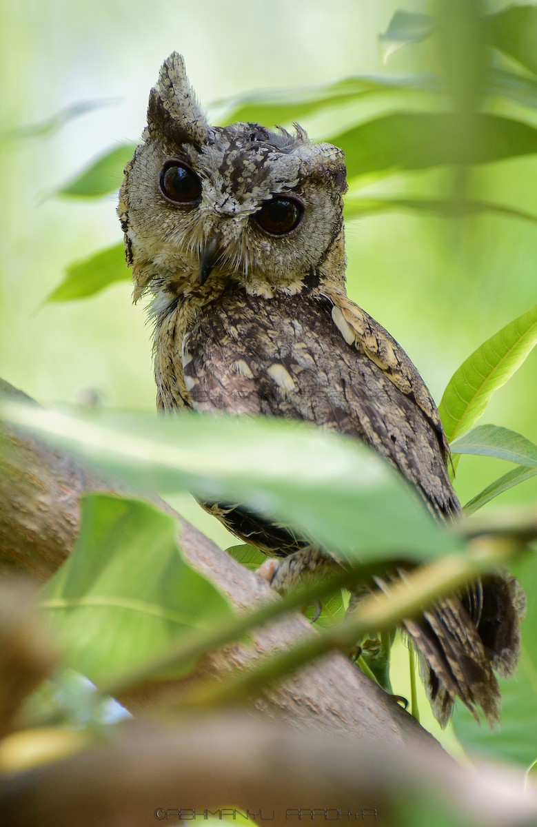 Indian Scops-Owl - ML614928110