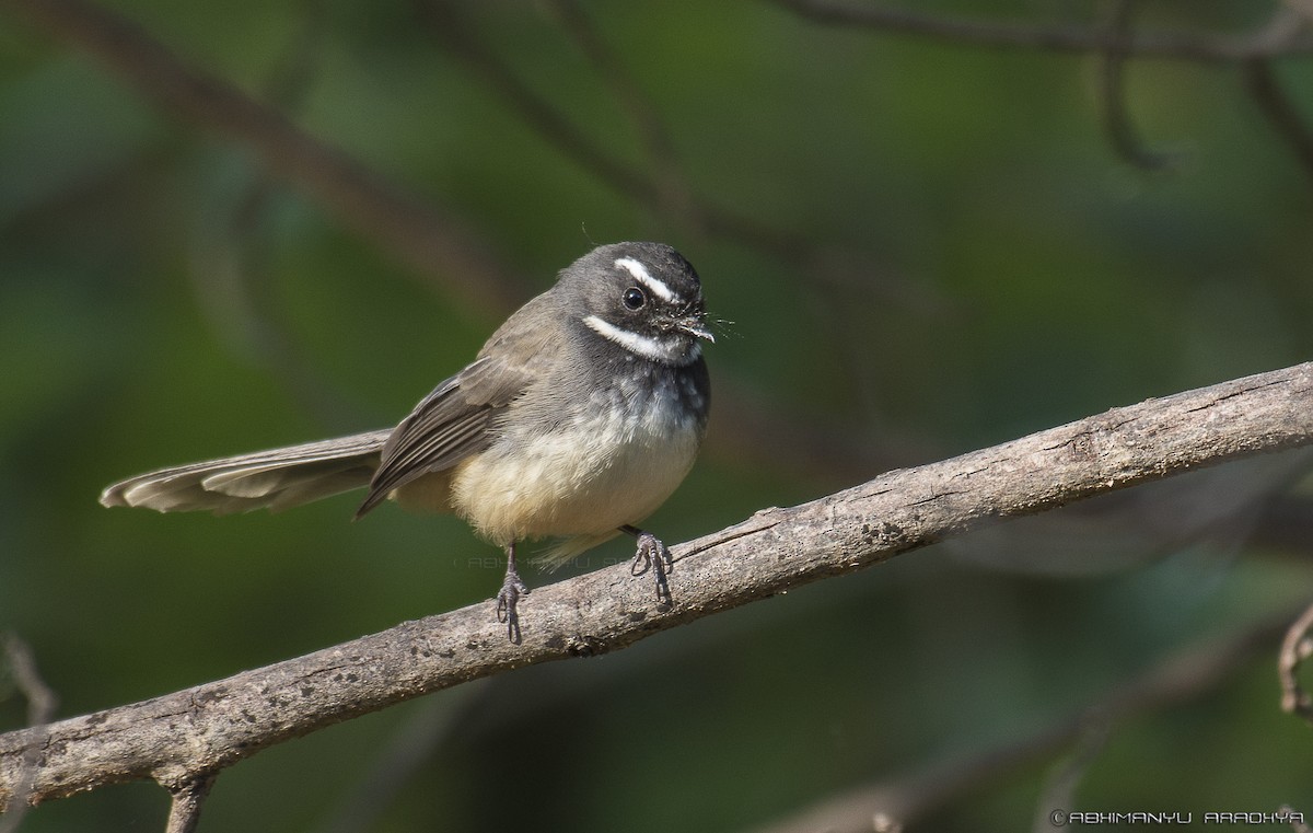 White-browed Fantail - Abhimanyu Aradhya