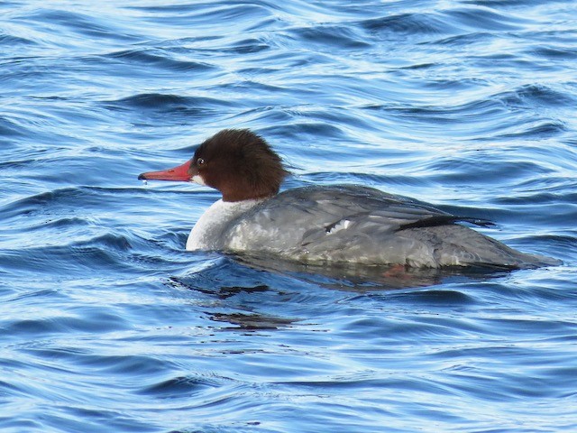 Common/Red-breasted Merganser - Kate McMullan