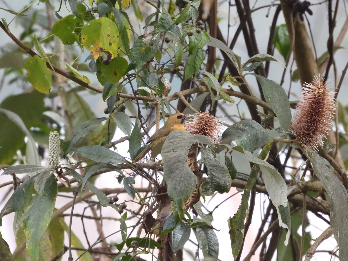 Black-chinned Babbler - ML614928157