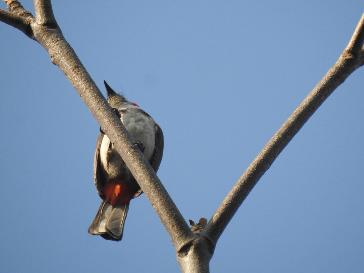 Red-whiskered Bulbul - ML614928193