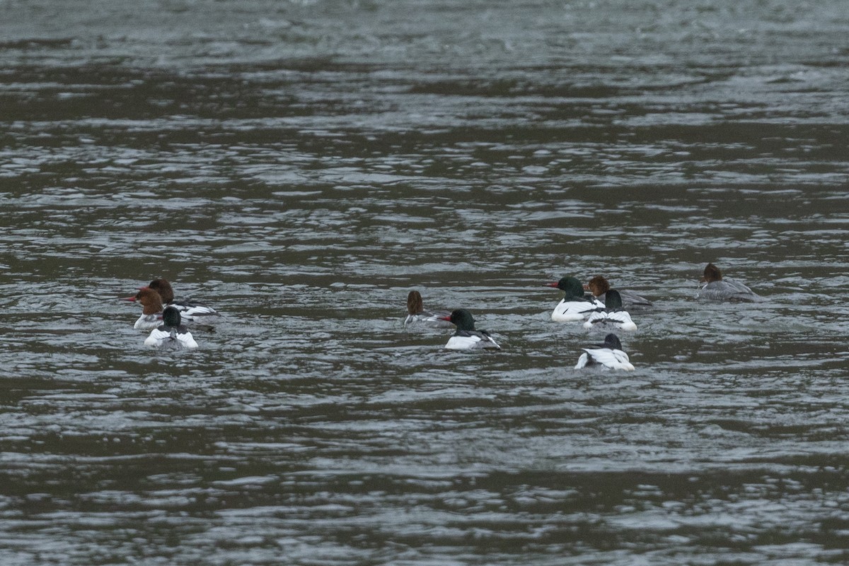 laksand - ML614928216