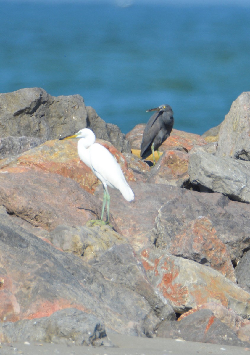 Chinese Egret - ML614928220