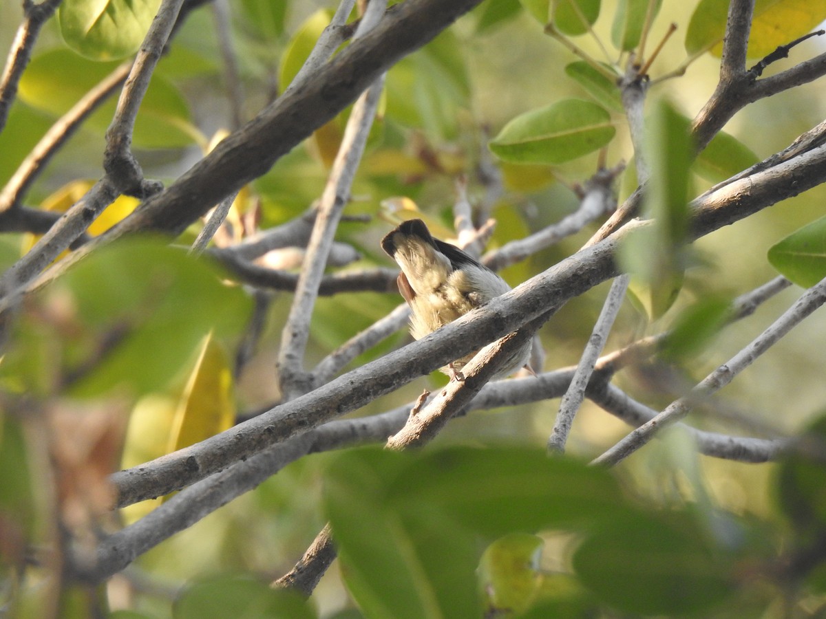 Pale-billed Flowerpecker - Pala Adithyan