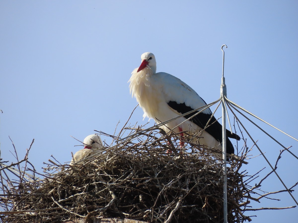 White Stork - ML614928267