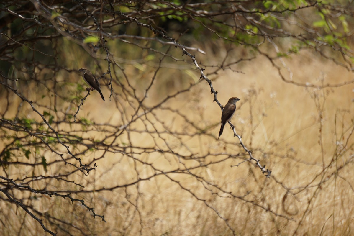 Indian Silverbill - ML614928285