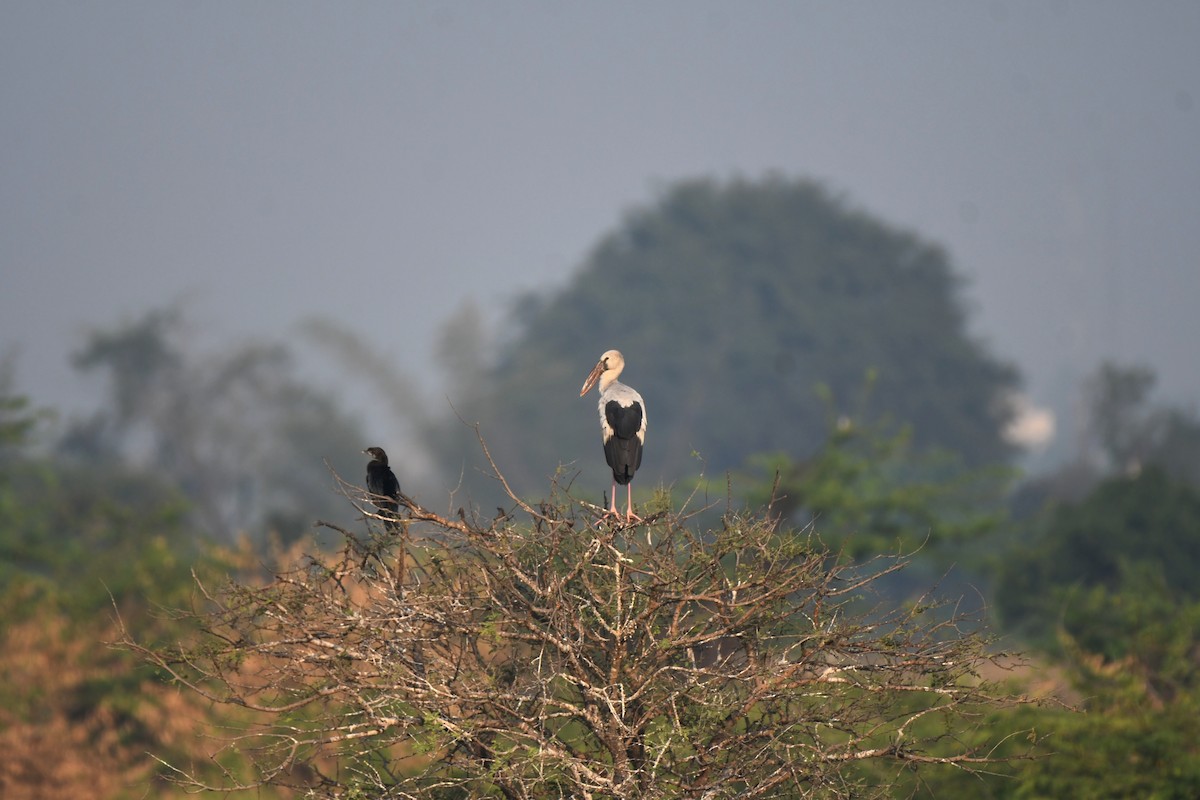 Asian Openbill - ML614928287