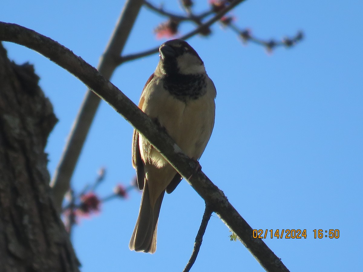 House Sparrow - ML614928319