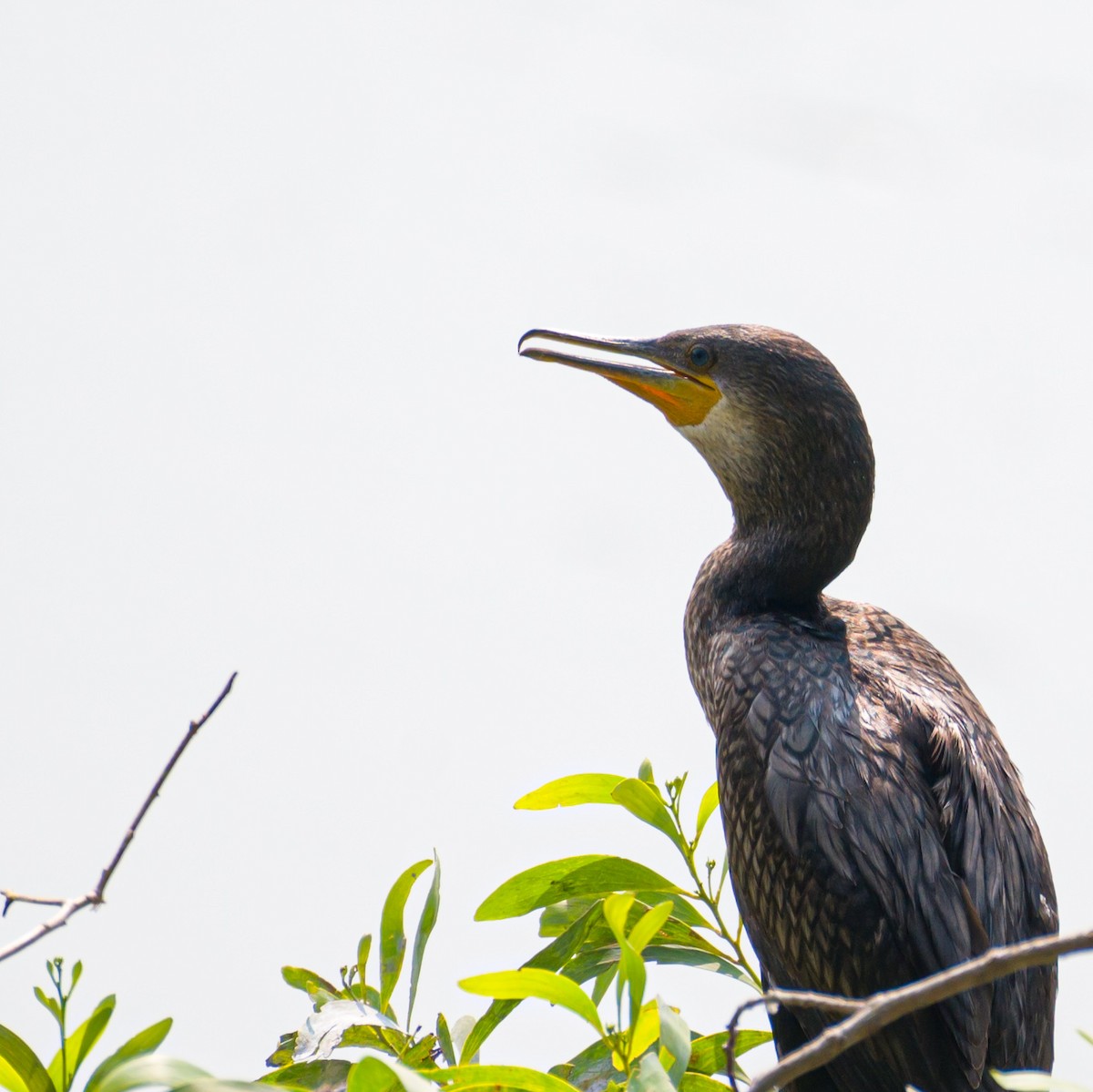 cormoran sp. - ML614928362