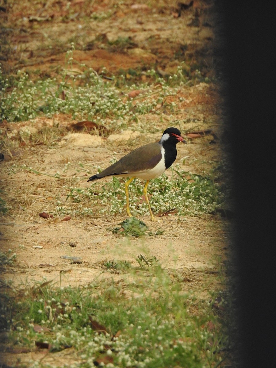 Red-wattled Lapwing - ML614928373