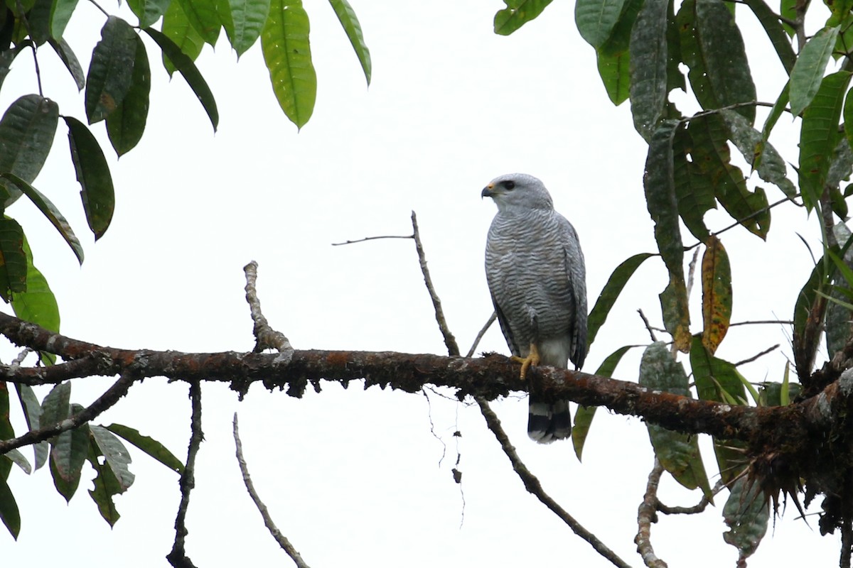 Busardo Gris Meridional - ML614928380