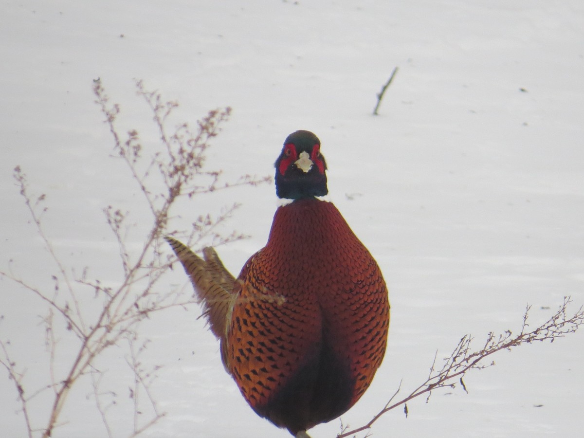 Ring-necked Pheasant - ML614928407