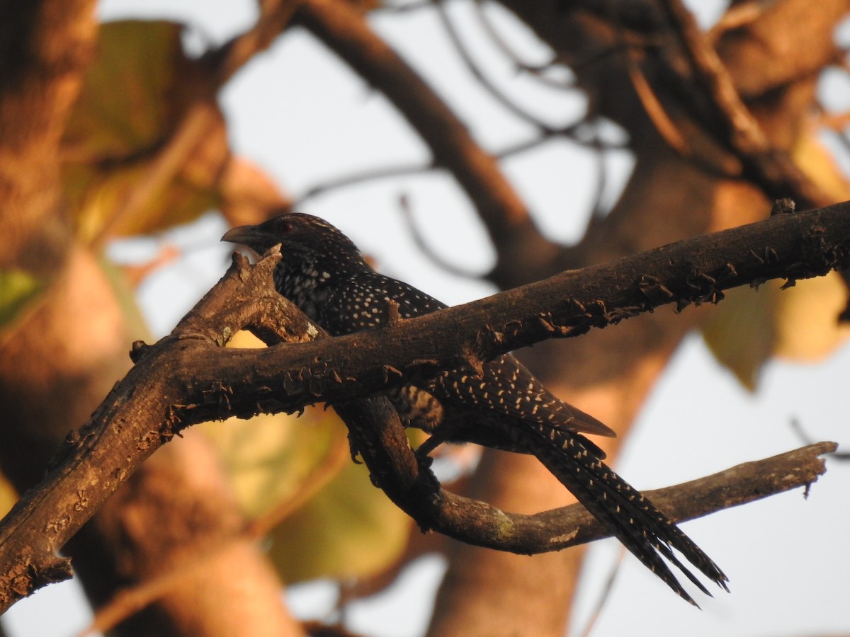 Asian Koel - ML614928433