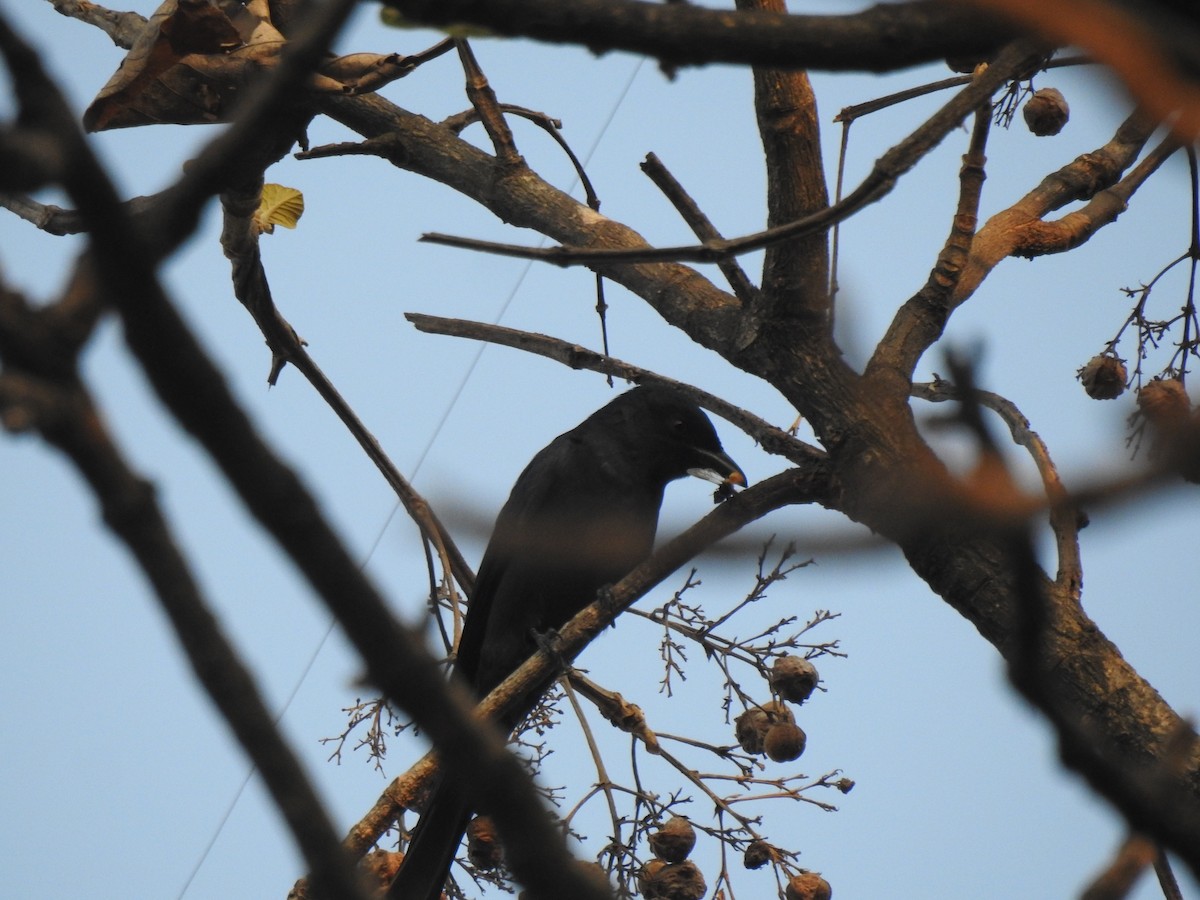 Ashy Drongo - ML614928441