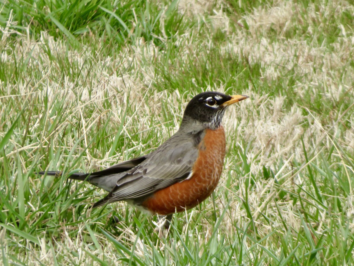 American Robin - ML614928525