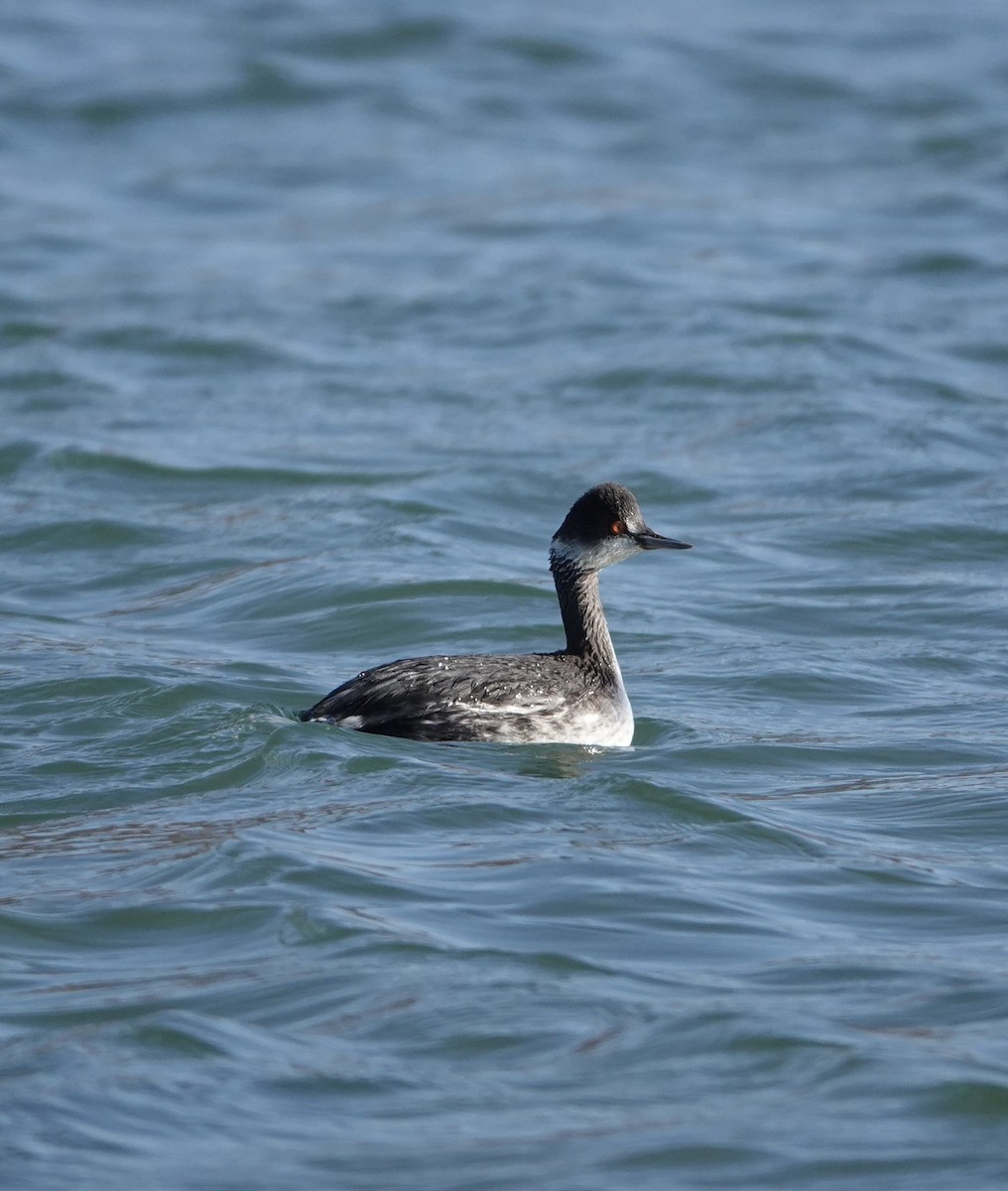 Eared Grebe - Bob D'Antonio