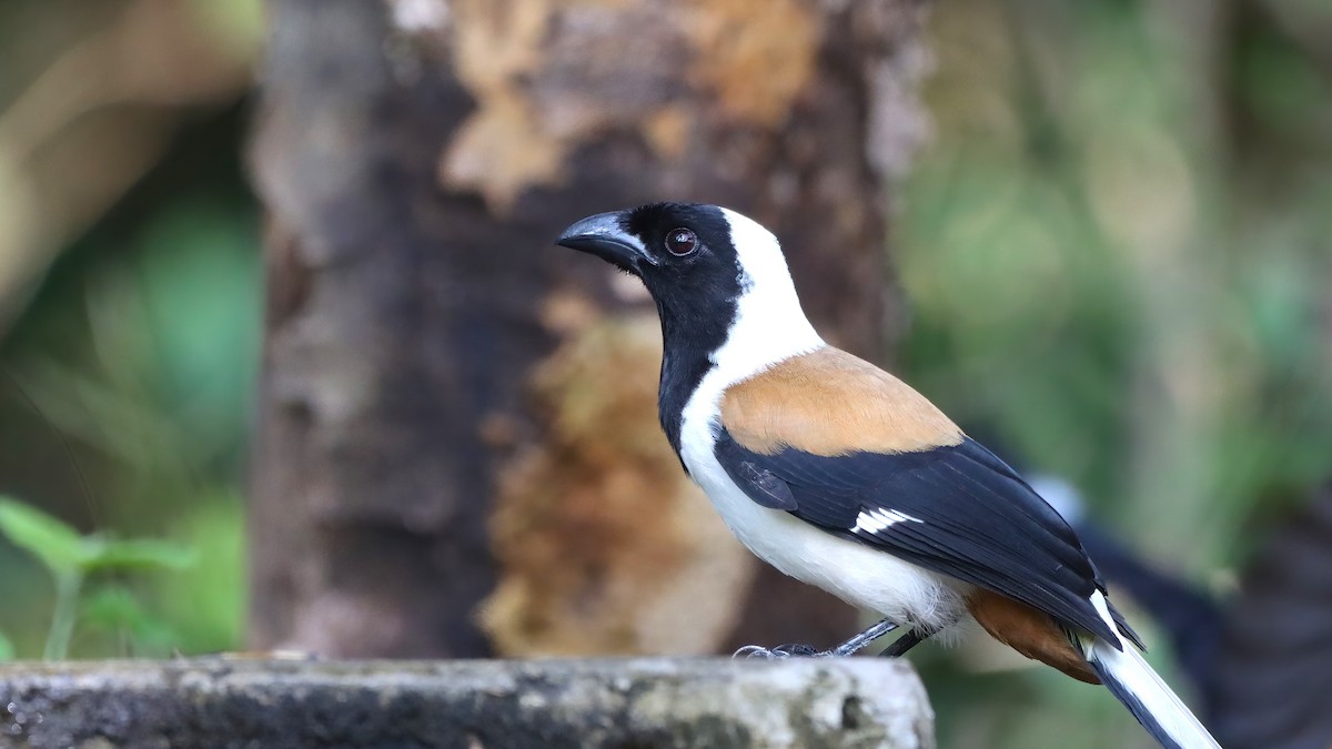 White-bellied Treepie - ML614928570