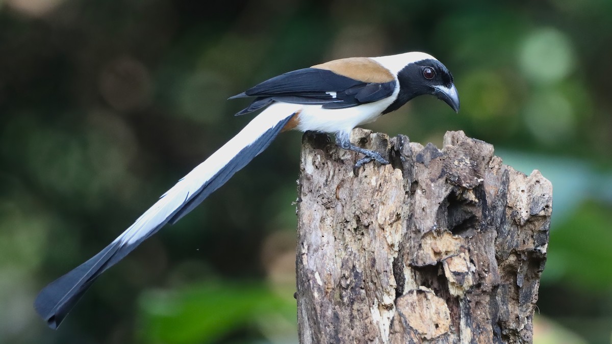 White-bellied Treepie - ML614928571