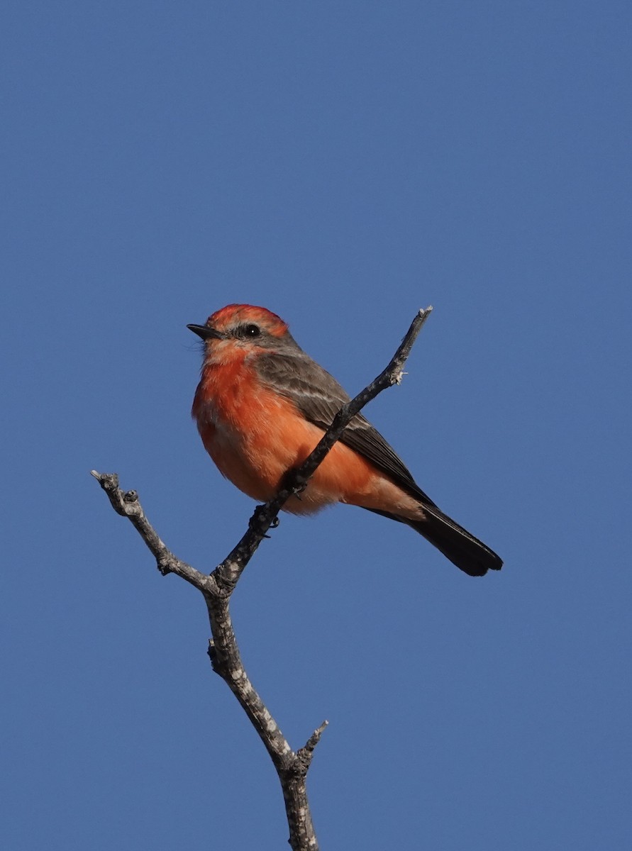 Vermilion Flycatcher - Bob D'Antonio