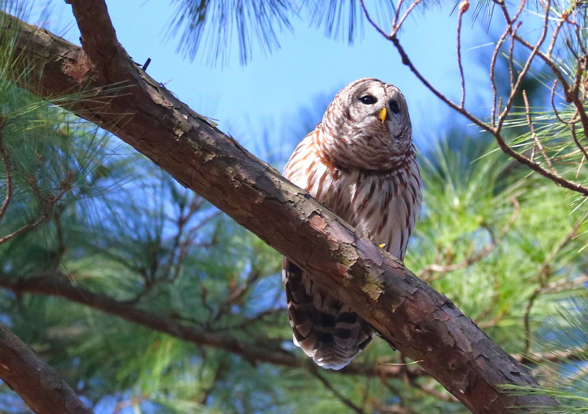 Barred Owl - ML614928576