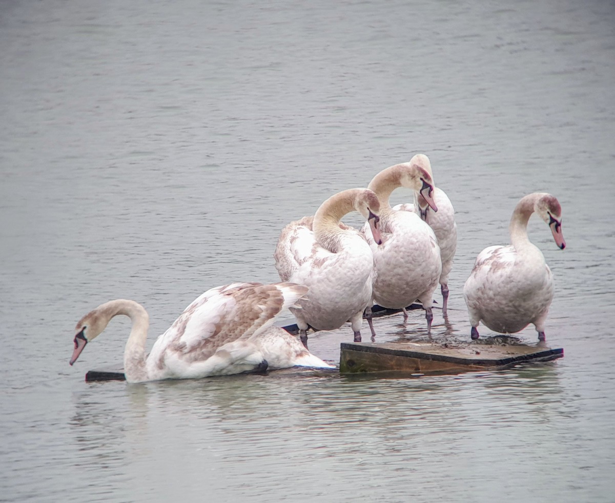 Mute Swan - ML614928611