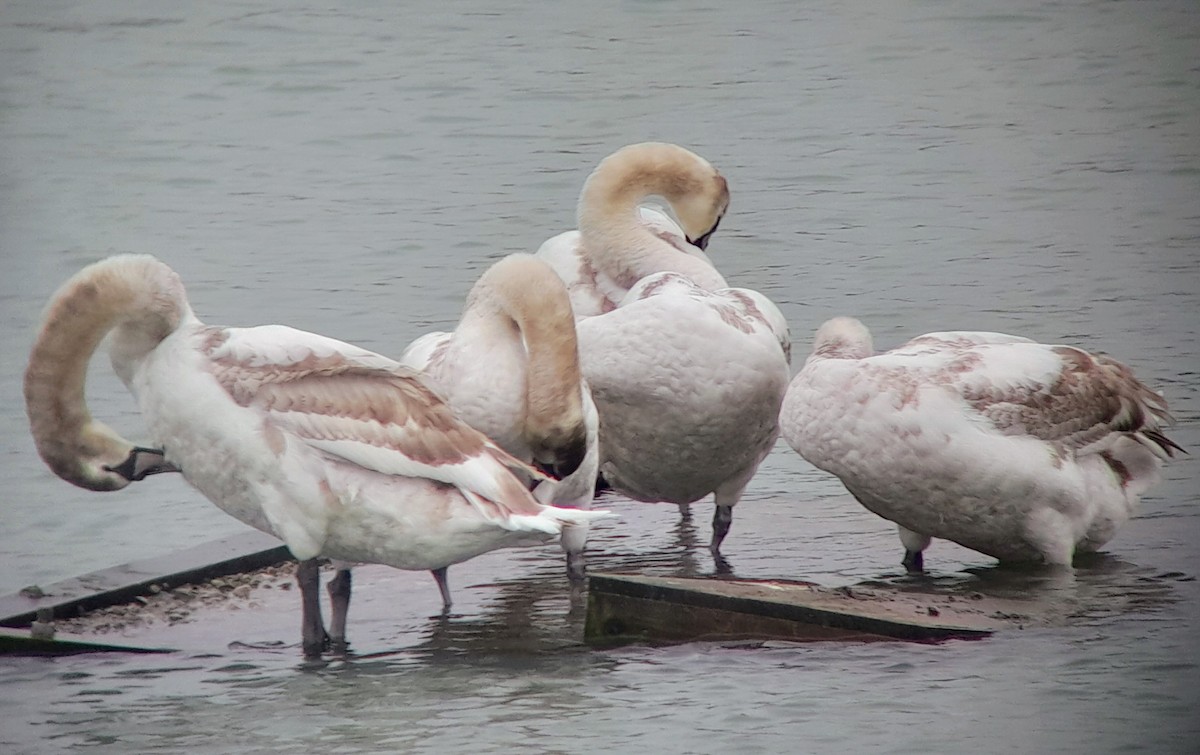 Mute Swan - ML614928613