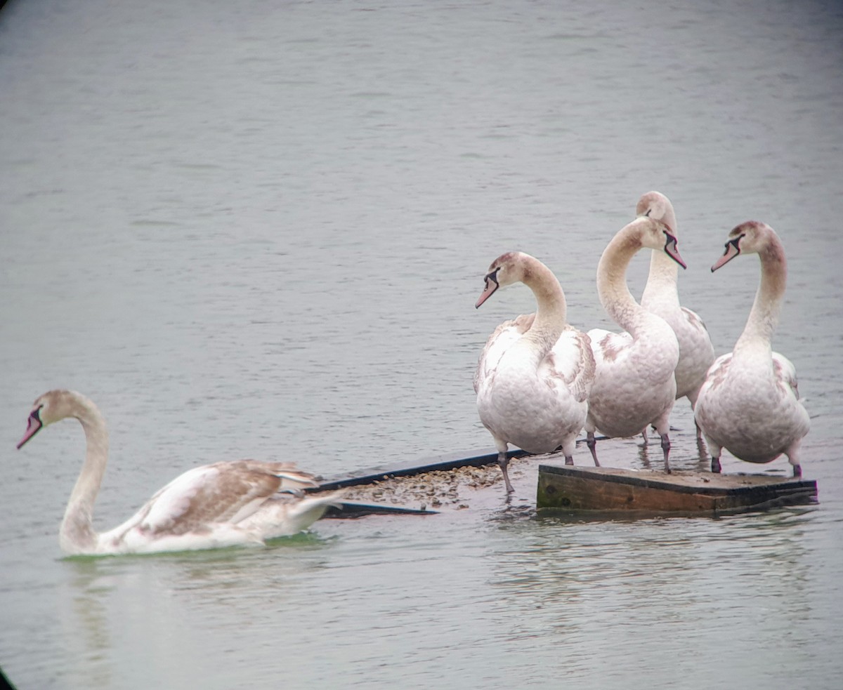 Mute Swan - ML614928615