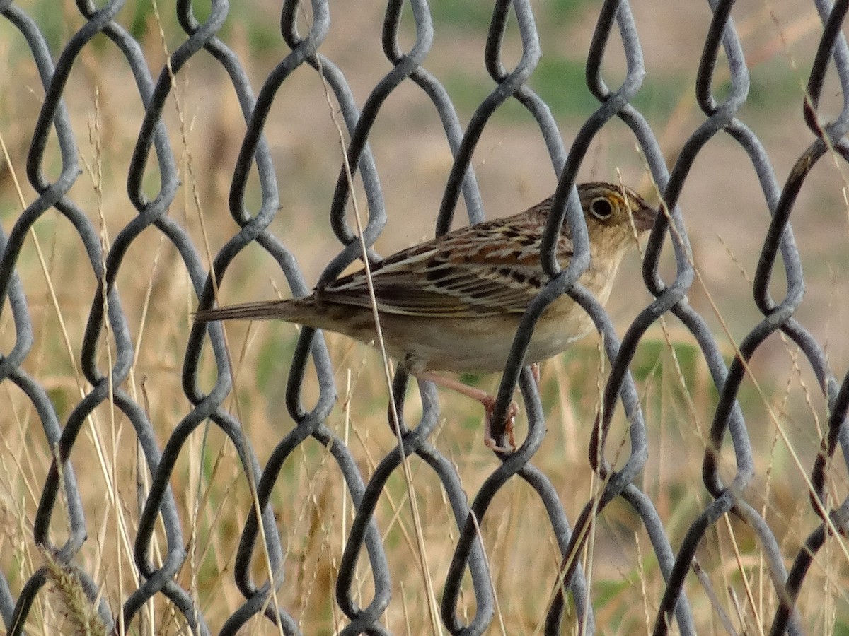 Grasshopper Sparrow - John Tollefson