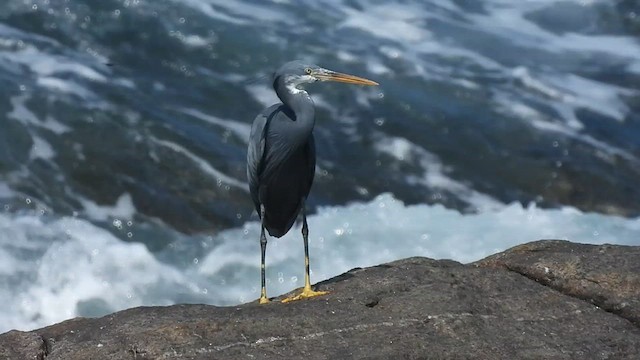 Western Reef-Heron - ML614928659