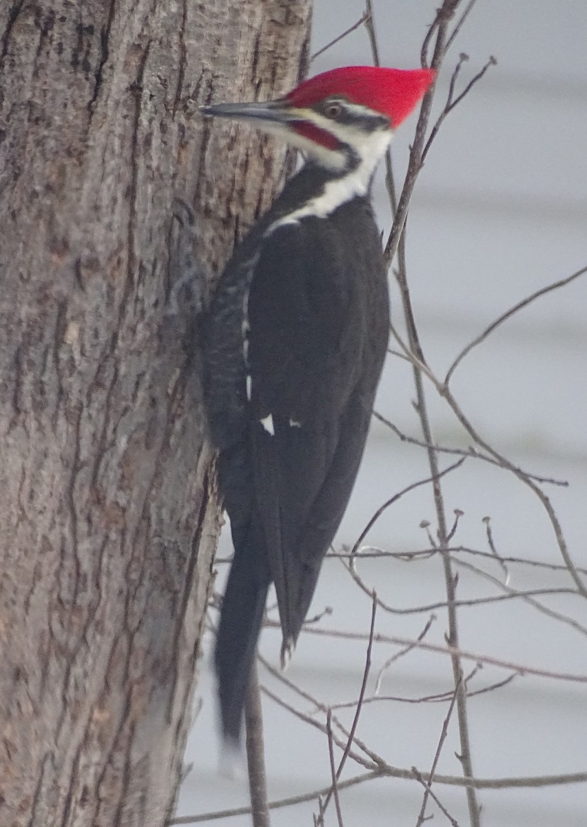Pileated Woodpecker - ML614928694