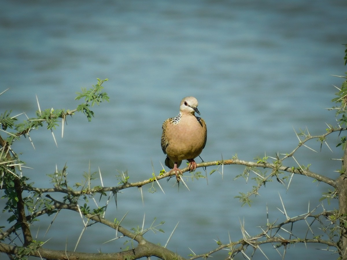 Laughing Dove - ML614928702