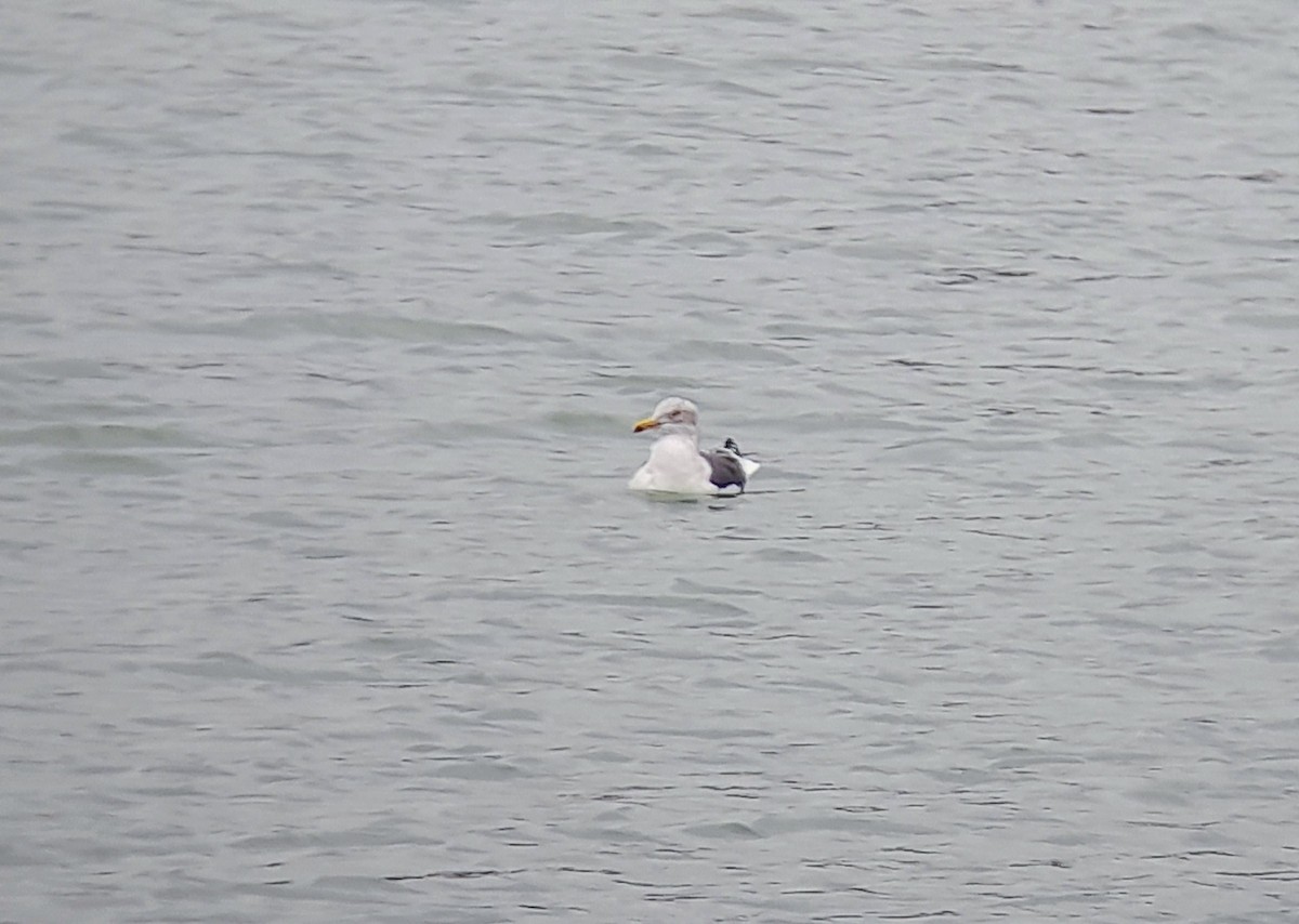 Lesser Black-backed Gull - ML614928743